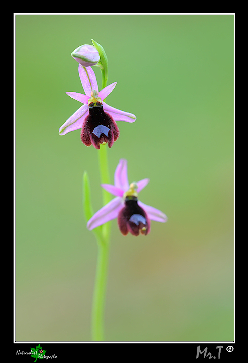 Ophrys bertolonii var. explanata