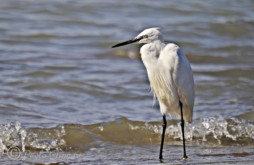 scrutando l'orizzonte