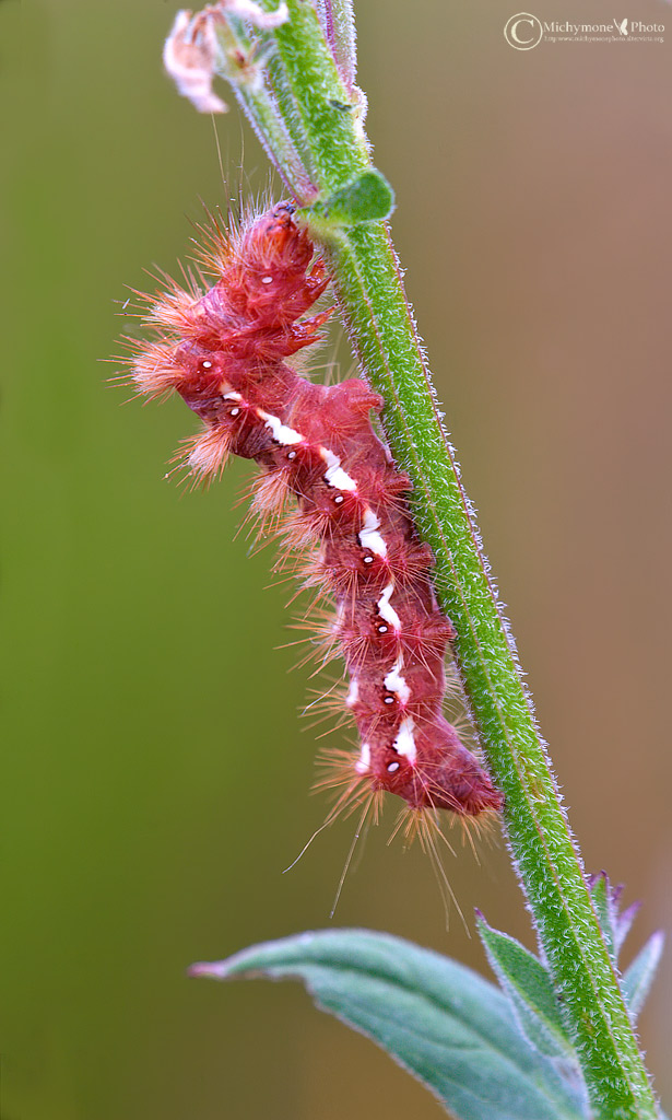 red caterpillar