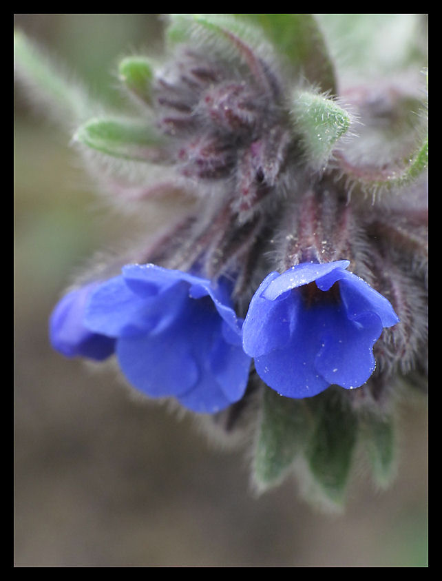 ma che sei pelosa......