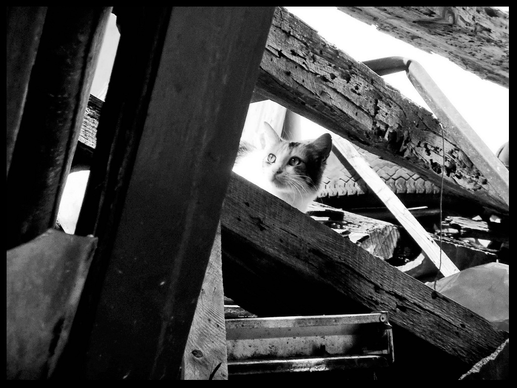 Rovine..E la speranza di un pranzo mirando la luce