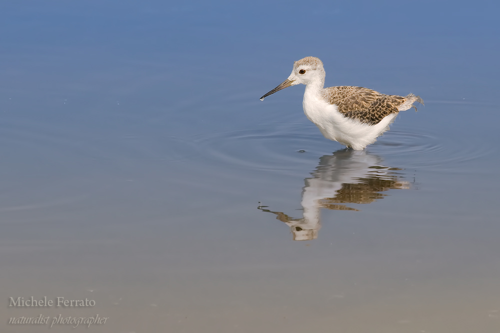 Un Cavaliere  in erba