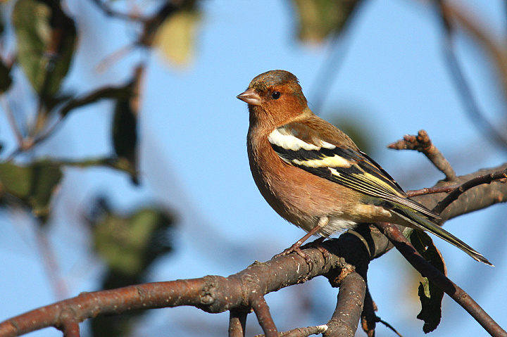 FRINGUELLO............