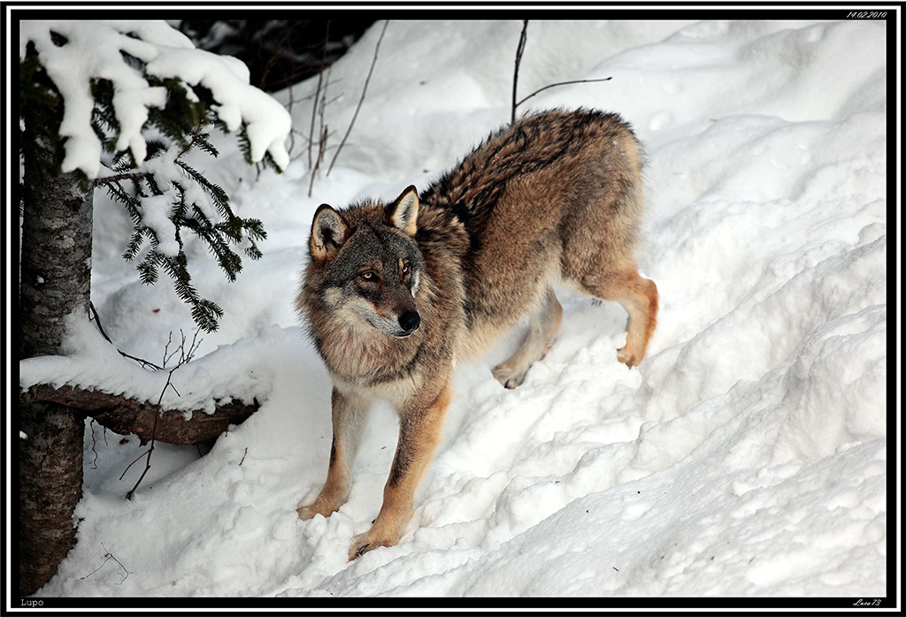 Lupo # 2