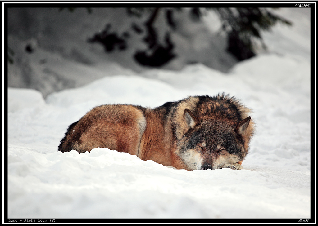 Lupo # 3 - il sonno del giusto