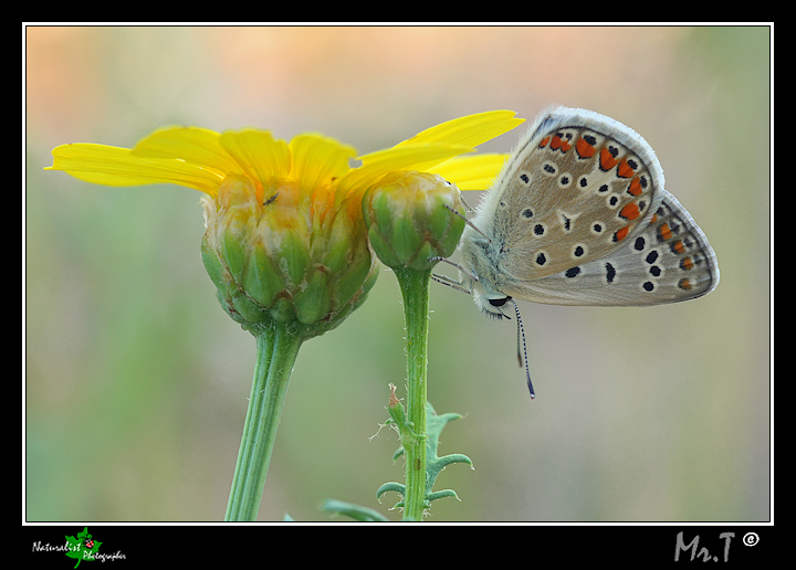Un fiore di Licenide