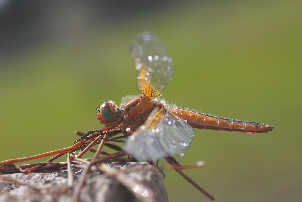 ...Salvataggio...!!!