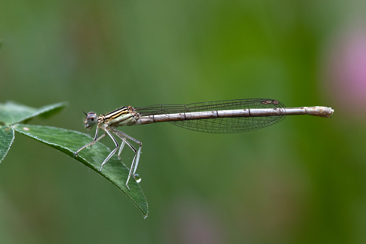 Platycnemis pennipes