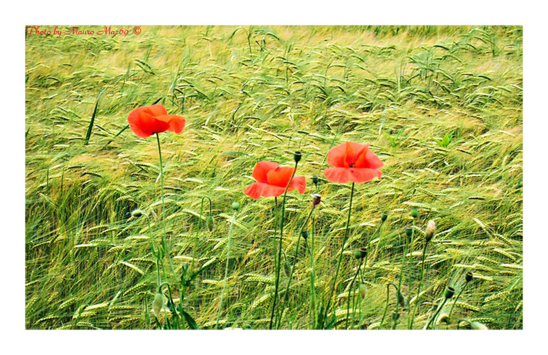 Cercasi papera disperatamente...