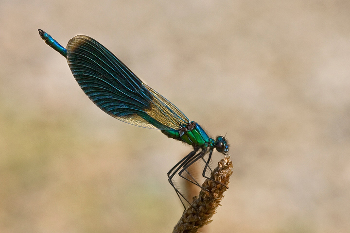 Calopteryx splendens