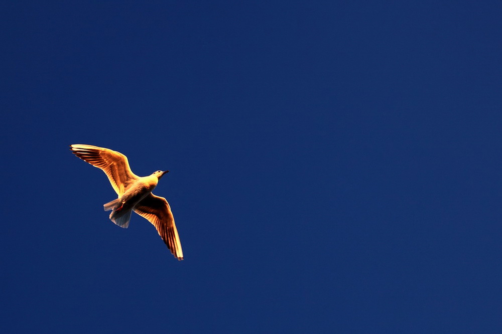 Nel Blu dipinto di Blu...