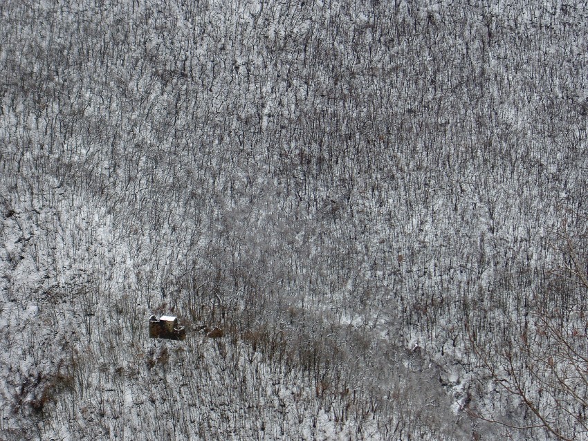 la casa nel bosco (fitto)