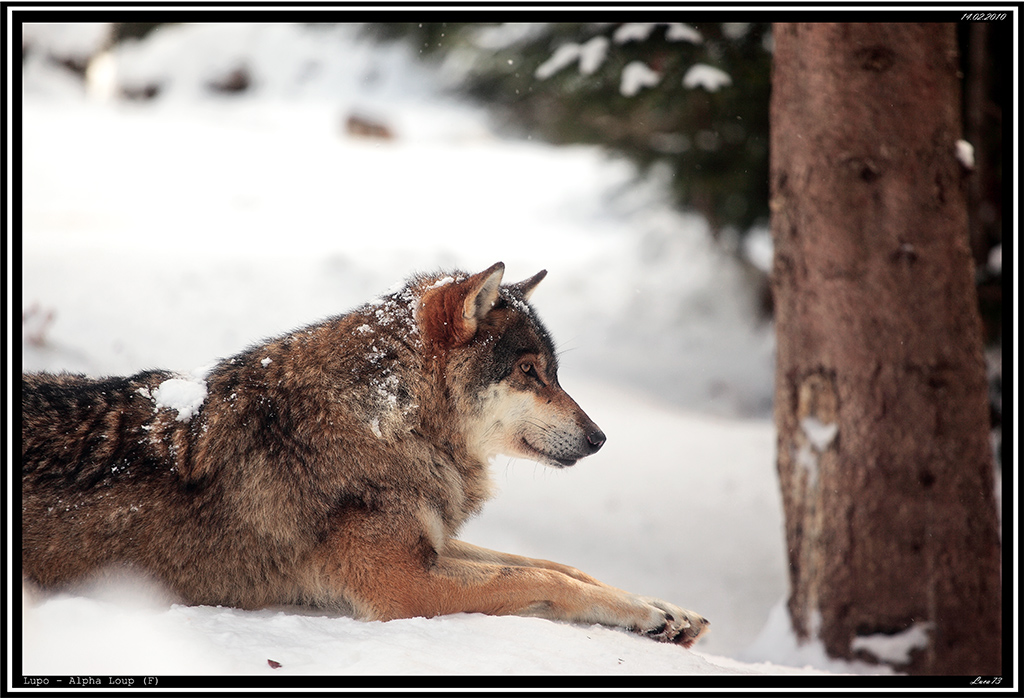 Lupo # 4