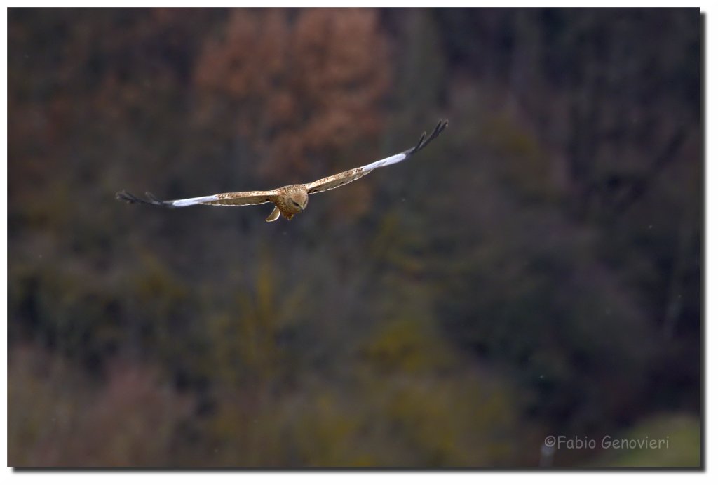 Falco di Palude Maschio