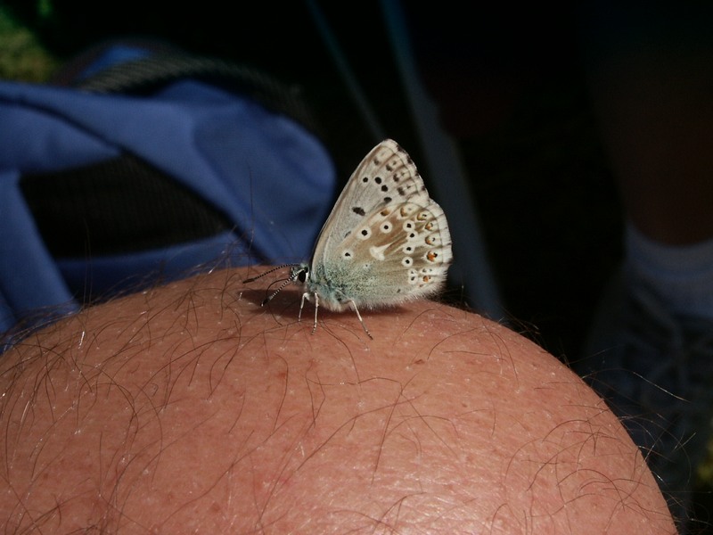 Farfalla su ginocchio