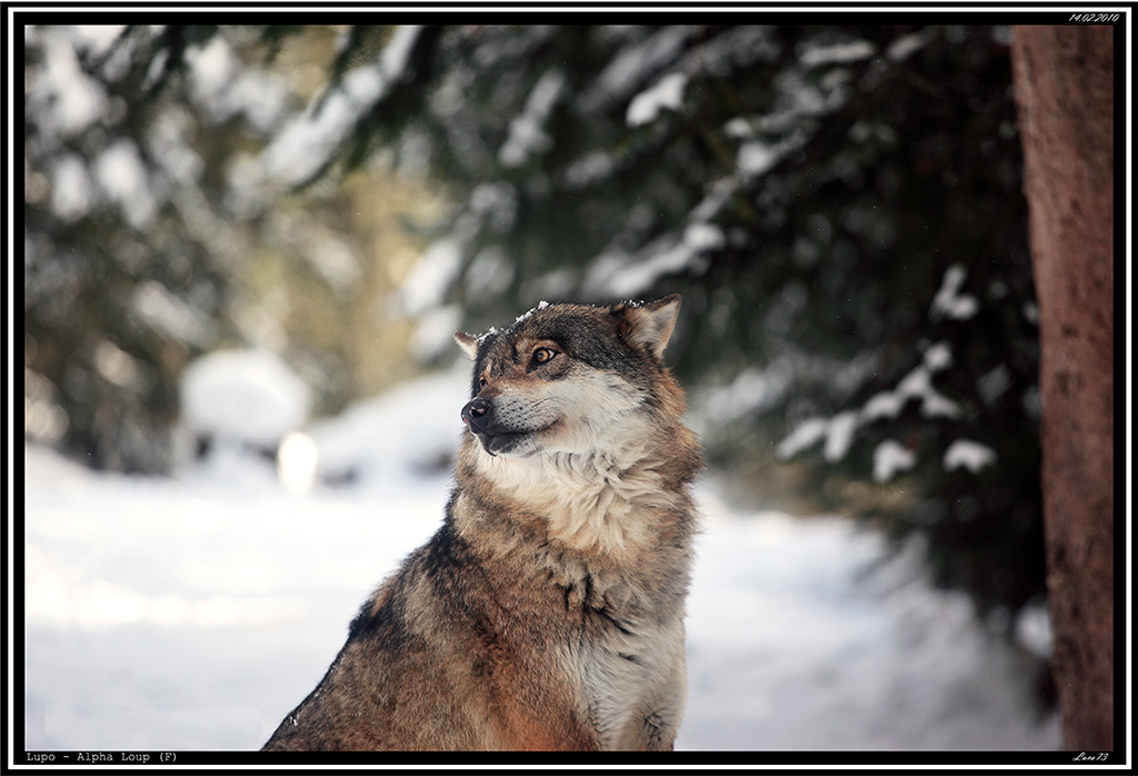 Lupo # 5