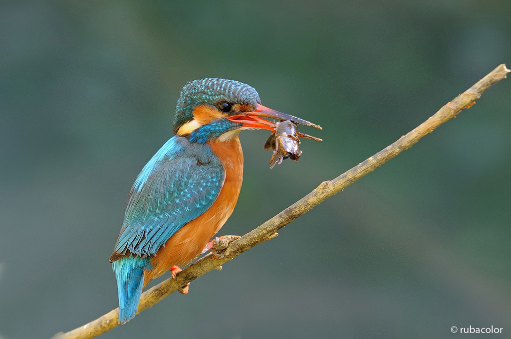 Pausa pranzo per la Martina