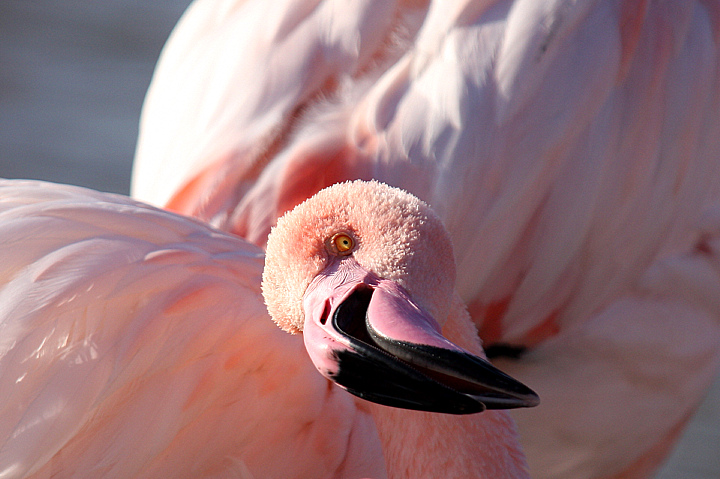 OCCHIO INQUIETANTE............