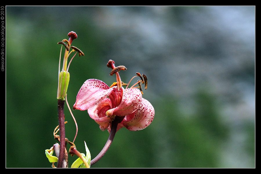 Orchidea selvatica