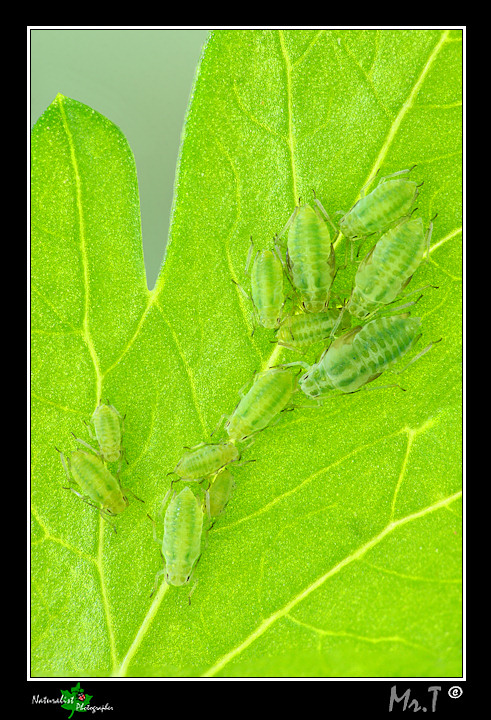 Famiglia di Afidi....test ingrandimento!