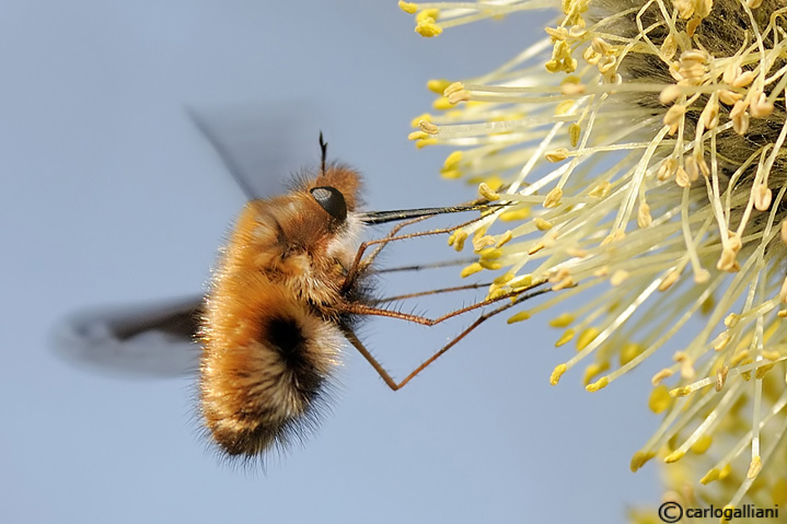 Alla ricerca del polline