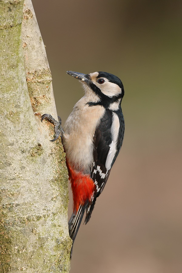 Femmina di picchio rosso maggiore