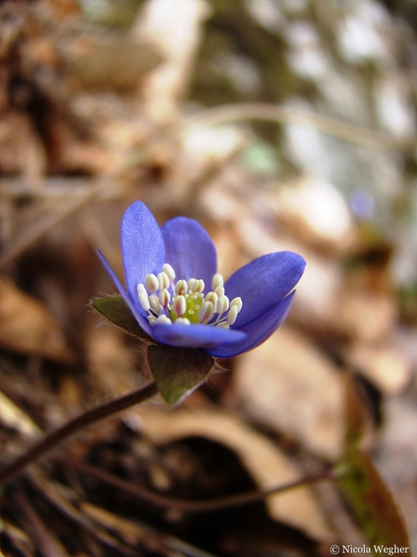 Erba trinit� "Hepatica nobilis"