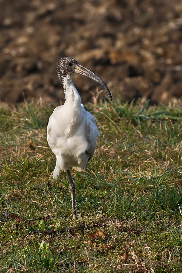 Ibis