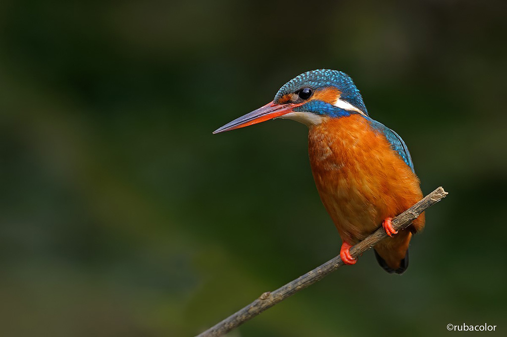 Scrutando il ruscello