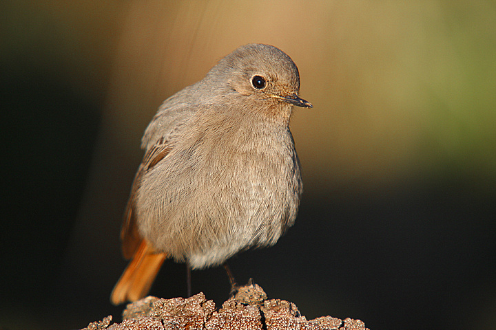 CODIROSSO FEMMINA..............