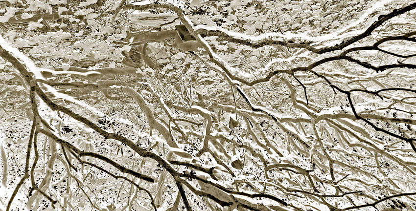 Vegetazione alternativa