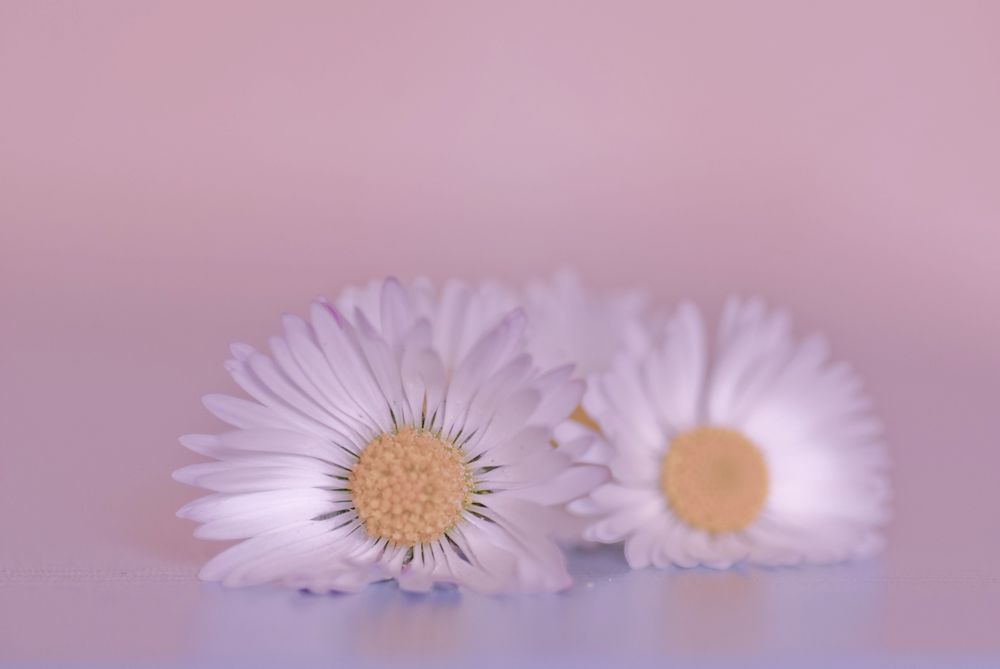 ed ecco che � arrivata la primavera