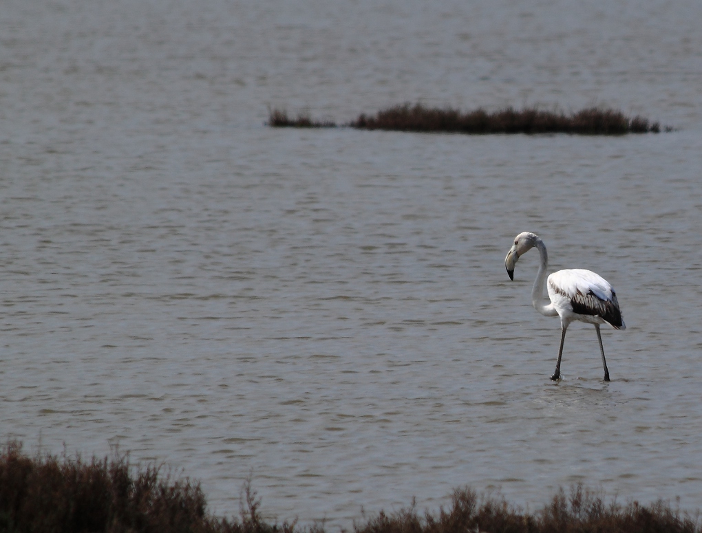 Fenicottero - Orti Bottagone