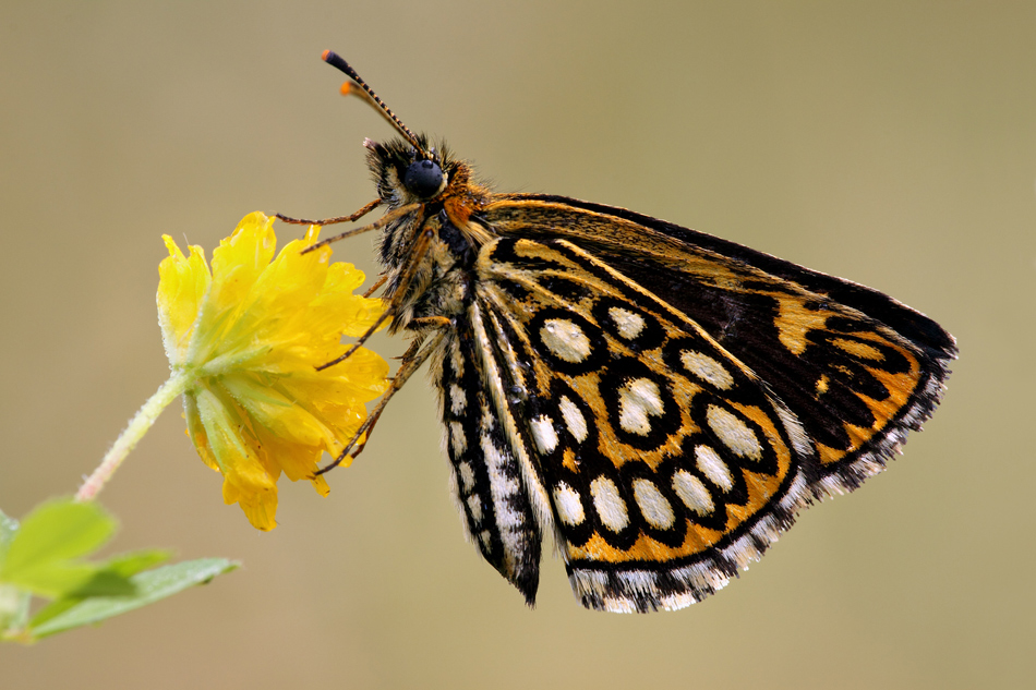 heteropterus morpheus