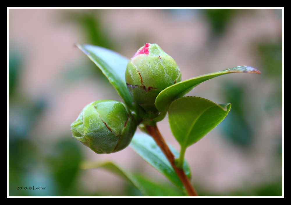 E' arrivata la primavera?