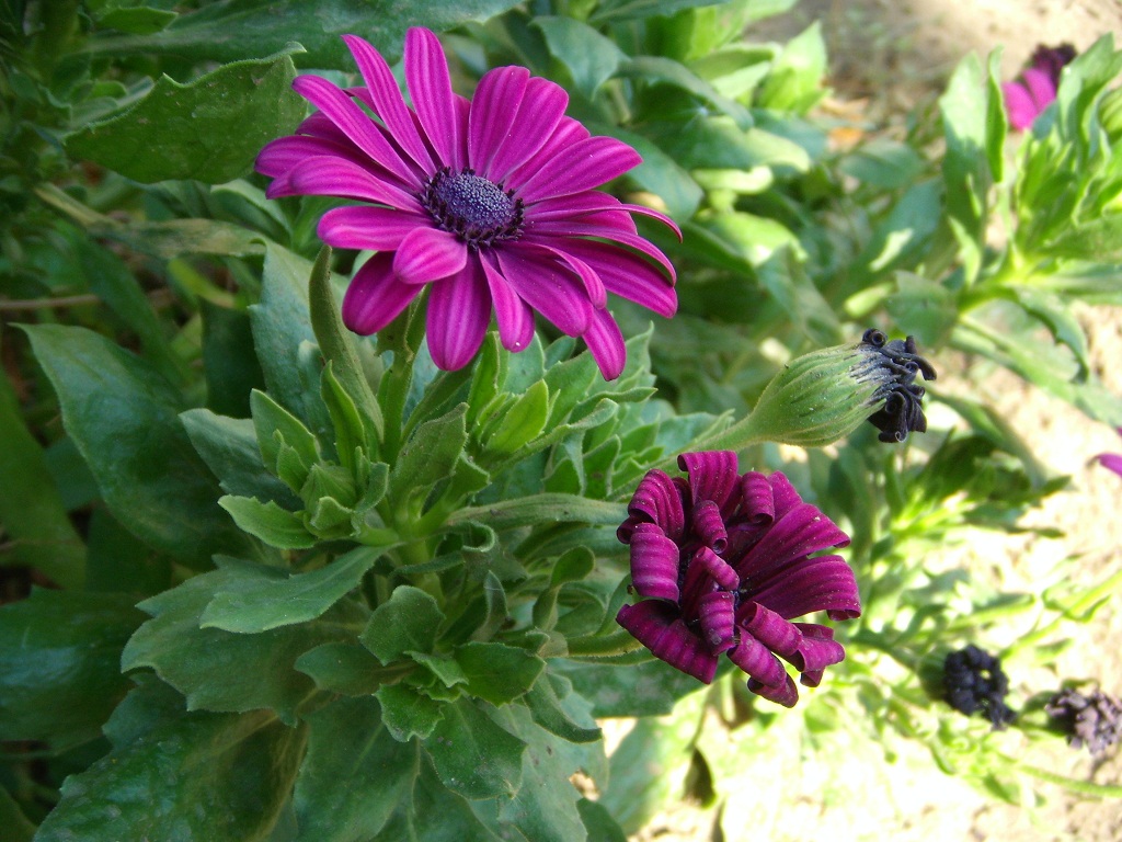 La bella e la "bestia"