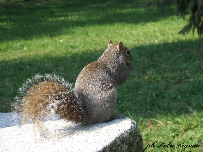 scoiattolo