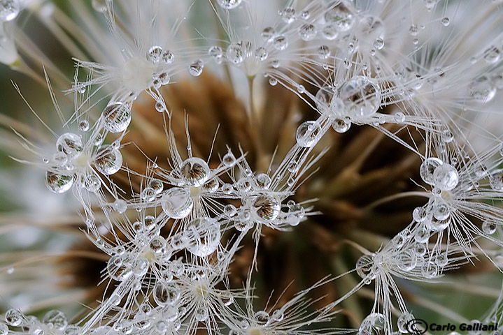 Frutto tarassaco sooto l'acqua