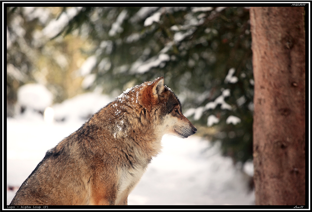 Lupo # 7