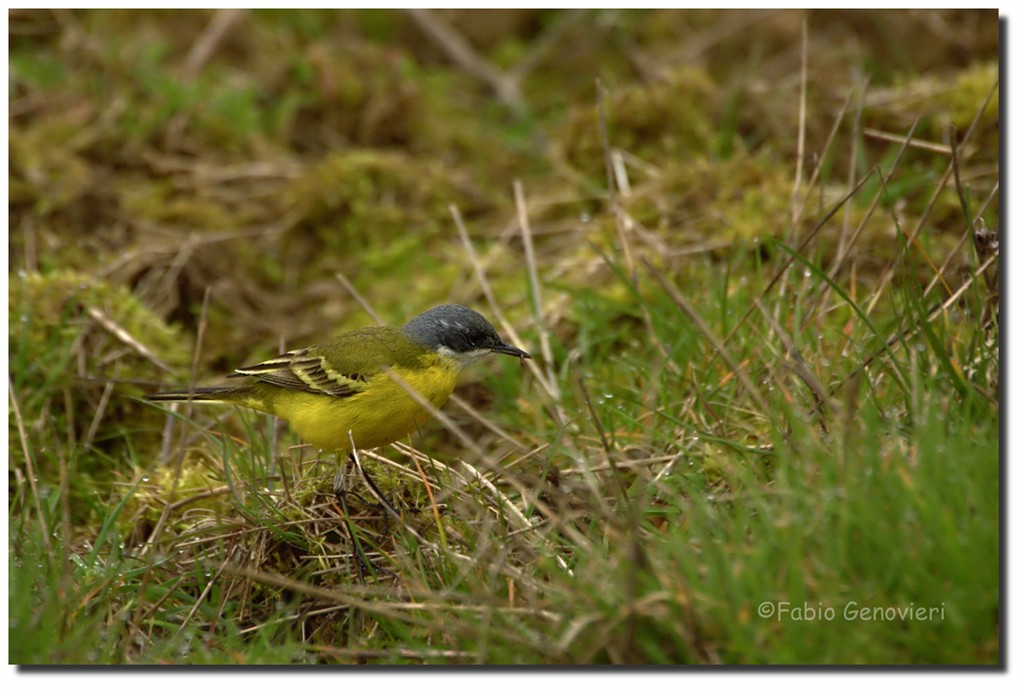 Ballerina cacciatrice