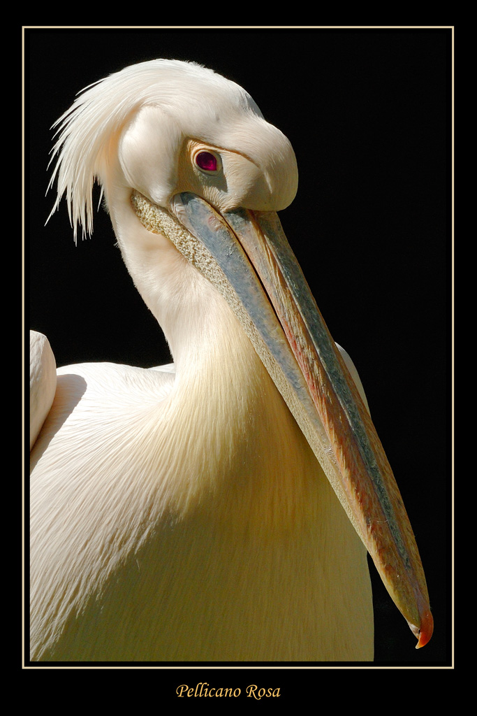 Pellicano rosa