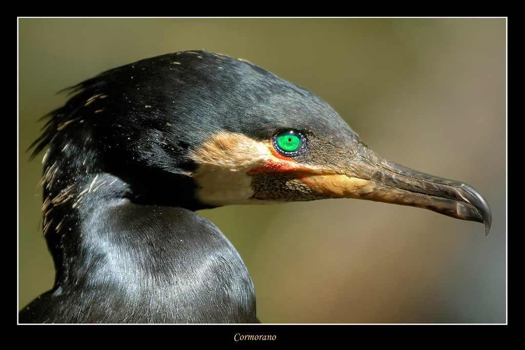 Cormorano