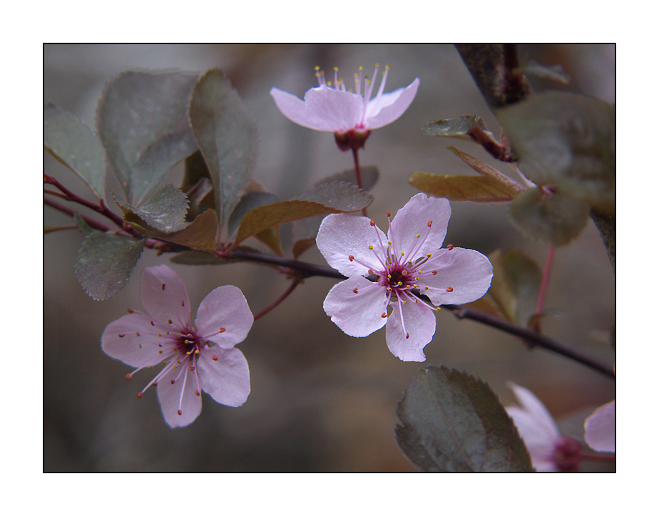 I fragili fiori del susino selvatico