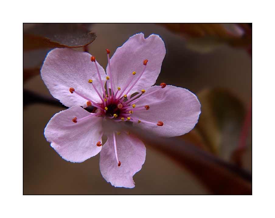 Fiore di susino selvatico