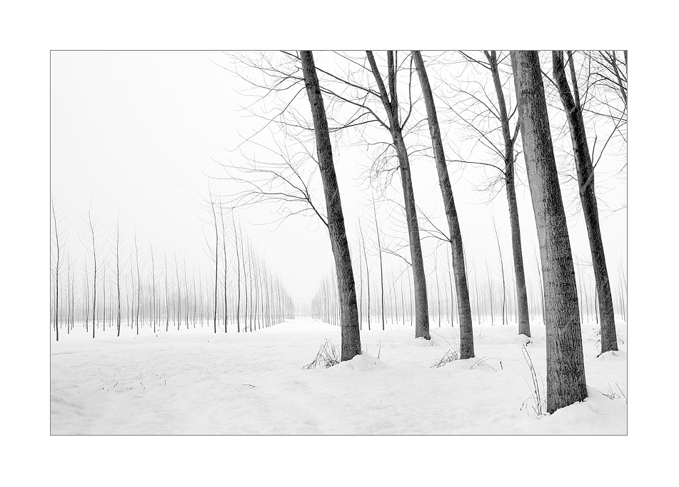 Marzo nevoso in boschina