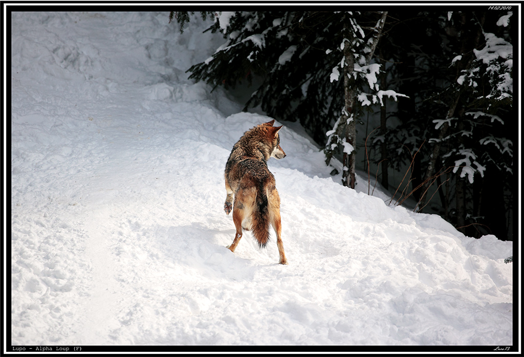 Lupo # 8 - Vedetta del Bosco