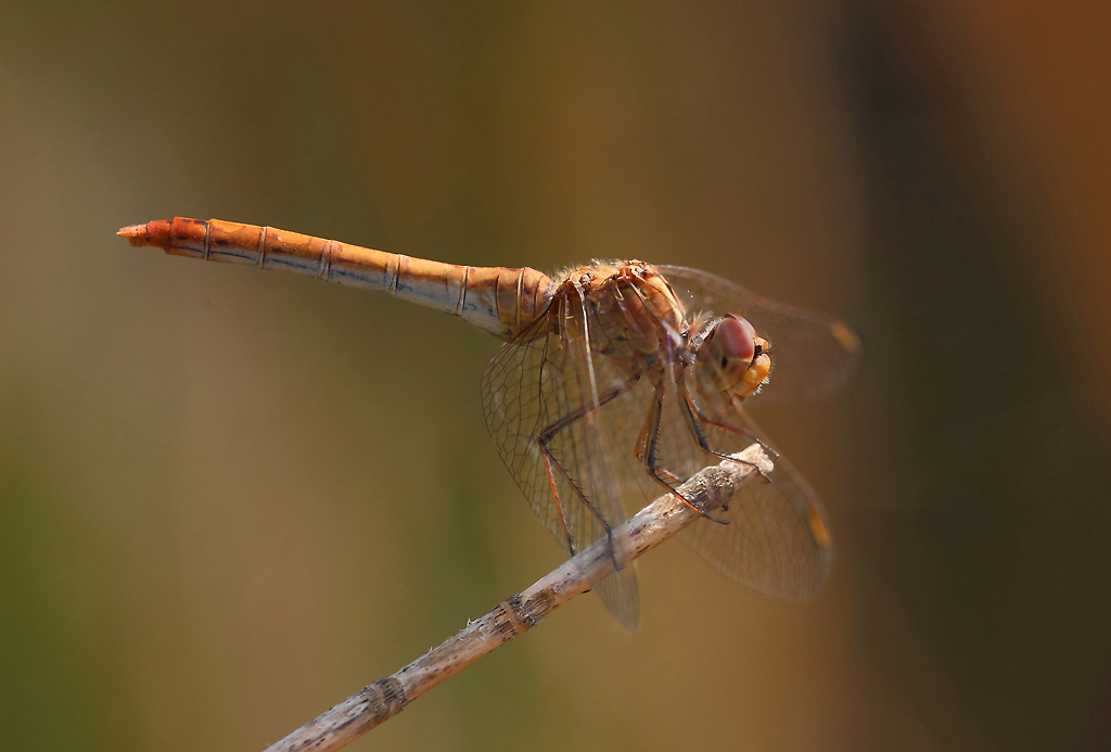 ...Un Leggero Controluce...!!!