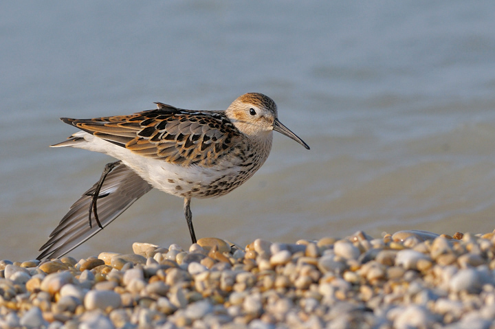 Lo stretching del Piovanello pancianera
