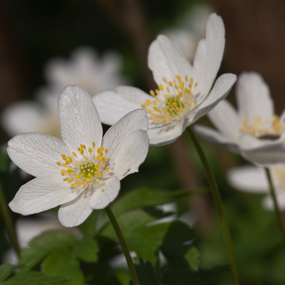 L'anemone dei boschi (Anemone nemorosa)