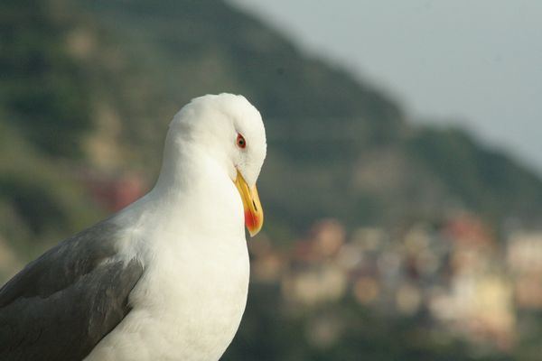 hai una macchia sul petto....